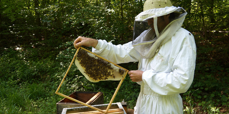 Imker hebt in Schutzkleidung ein Gitter mit Bienen hoch.