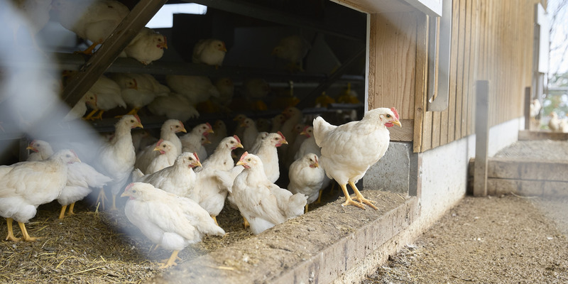 Ein Huhn steht leicht erhöht und auf dem Weg nach draussen im Vergleich zu einigen weiteren Hühnern im Stall.