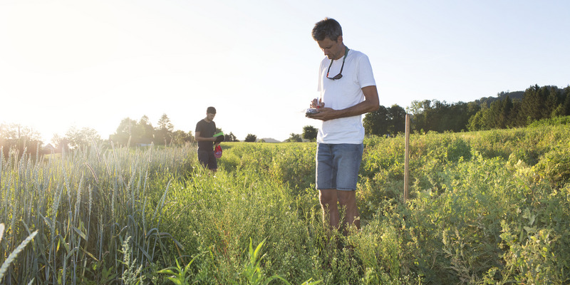 Zwei Männer mittleren Alters stehen bei Sonnenschein im Feld und beschriften etwas.