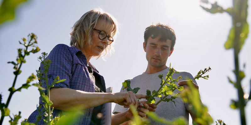 Froschperspektive einer blonden Frau mittleren Alters, die mit einem jungen, schwarzhaarigen Mann bei Sonnenschein und Gegenlicht in einem Rapsfeld steht und einen Blütenstand mit ihm betrachtet.